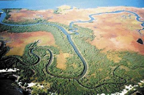 Aerial photo showing the coast of Louisiana, which is lined with extensive salt marshes.